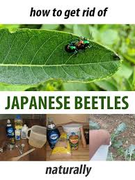 My dad used to always grow these when i was from www.pinterest.com. How To Get Rid Of Japanese Beetles Naturally New Life On A Homestead