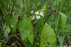 Image result for Loxogramme latifolia