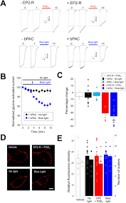 Lara dapat hadiah birthday ke jepun ! Modulation Of Glycine Receptor Single Channel Conductance By Intracellular Phosphorylation Scientific Reports