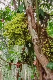 Image result for Ampelocissus africana