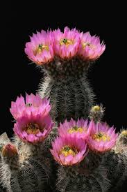 When growing this cactus indoors, place it near the brightest window in your home to ensure it gets enough light. Echinocereus Mix 20 Seeds Rareplant