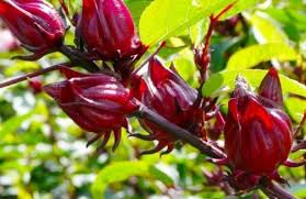 Bunga Rosella Bisa Dimakan Daftar Nama Bunga Yang Bisa Dikonsumsi Bunga Makanan Tahu