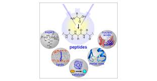 Join free to contact this business. Prebiotic Peptides Molecular Hubs In The Origin Of Life Chemical Reviews