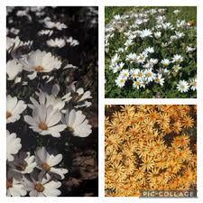 Image result for Dimorphotheca cuneata