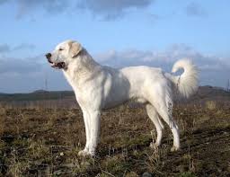 On the other hand, alabais have short to moderately long hair with a heavy undercoat. Kangal Dog Monsterfishkeepers Com