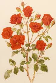 Vintage 1960s Concerto Rose Flower Print Vintage Botanical Illustration For You To Frame Book Plate No Flower Illustration Botanical Flowers Flower Drawing