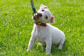 Maybe you would like to learn more about one of these? My Puppy Won T Walk On Leash 3 Ways To Train Your Puppy To Love Her Leash Dr Sophia Yin