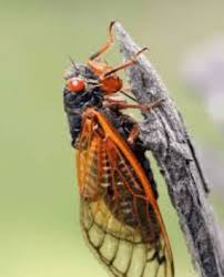 To see if brood x will occur in your area, please see the red area (x) on the map below. 2021 Is The Year Of The Cicada After 17 Years Millions Of Large Cicada Brood Will Emerge Aboveground Throughout The High Country High Country Press