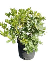 Image result for Pittosporum tobira