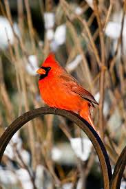 Black Bird With Orange Wings Ohio Pin By Mesfin Gebire Egziabiher On Birds Cardinal Birds Pet Birds Beautiful Birds