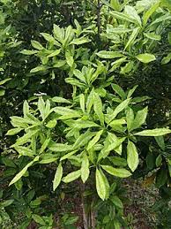Image result for Pittosporum fulvotomentosum