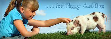 Are you looking for micro/miniature pigs for sale as pets in the uk? Pennywell Farm Devon Tourist Attraction