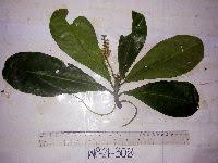 Image result for Terminalia boivinii