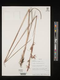 Image result for Hyparrhenia anamesa