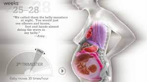 Watch Your Organs Move To Make Room For Baby Every Week Of Pregnancy