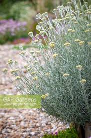 Image result for Helichrysum geminatum