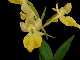 Image result for Habenaria aberrans