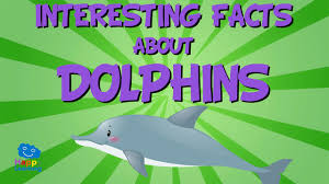 Interesting Facts Dolphins The Most Curious Marine Mammals Educational Videos For Kids Youtube