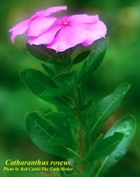Image result for Catharanthus