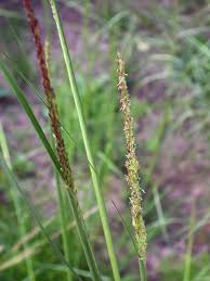 Image result for Sporobolus stolzii