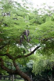 Image result for Acacia polyacantha