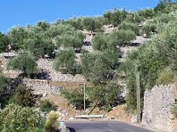 Huile D Olive De Nice Wikipedia
