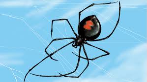 Check spelling or type a new query. Spider Bite Likely A Black Widow Made A Nasty Mark On Girl S Leg