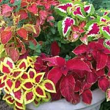 Jenis tanaman hias bunga dahlia warna merah hidup ini salah satu bibit tanaman berbunga yang kami jual. Harga Bunga Hidup Terbaik Taman Perlengkapan Rumah Agustus 2021 Shopee Indonesia