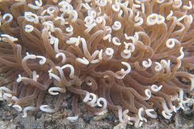 Geologi Selat Lembeh Yang Unik Dan Mempesona Blu P3gl