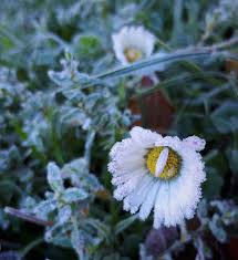 Odkryj winter flower daisy stockowych obrazów w hd i miliony innych beztantiemowych zdjęć stockowych, ilustracji i wektorów w kolekcji shutterstock. Daisy Frost Winter Ice Daisies Nature Flowers Garden White Plant Meadows Pikist