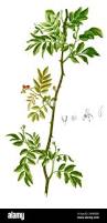 Image result for Zanthoxylum sp. A