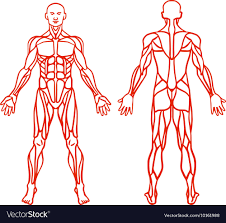 This image shows the muscles of our body and displays them on both male and female diagram showing: Male Muscular Anatomy Anatomy Drawing Diagram