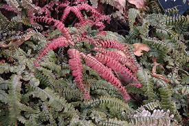 Image result for Adiantum hispidulum