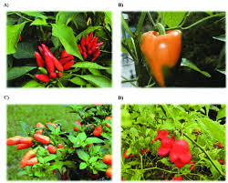 Image result for Capsicum frutescens