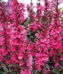 Lobelia Speciosa Starship Deep Rose Lobelia At Burpee Com Lobelia Flowers Flowers Perennials Perennials