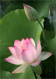 Image result for lotus flower