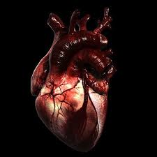 Heart Realistic Production 3d Model Anatomical Heart Art Art Reference Photos Anatomy Images