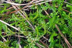 Image result for Selaginella congoensis