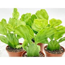 Image result for Brasiliopuntia