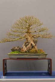 bonsai おしゃれまとめの人気アイデア pinterest robert mitchell 盆栽 森