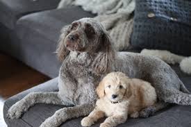 It's free to post an ad. Goldendoodle Puppy Application For Goldendoodle Breeder Of Ny Pa Goldendoodle Breeder Ny Goldendoodle Puppies Ny Mini Sheepadoodle Puppies Doodles By River Valley Doodle Puppies