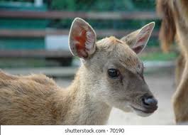 Java mousedeer at artis royal zoo. Baby Mouse Deer Stock Photo Edit Now 70190