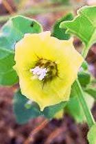 Image result for Sebaea sedoides