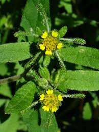 Image result for Sigesbeckia