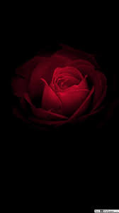 Apple Iphone 7 Plus Dark Phone Wallpaper Rose 877989 Hd Wallpaper Backgrounds Download «let's go anywhere» paper plane wallpaper lockscreen white black. plus dark phone wallpaper rose