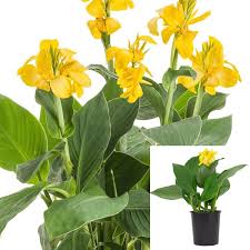 Image result for Canna indica
