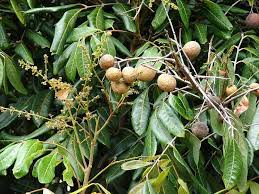 A real find in san diego for tropical fruit trees! Exotic Fruit Trees San Diego Guide Best Trees To Grow Install It Direct