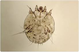 Image result for Sarcoptes scabiei life cycle