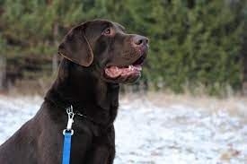 Lab puppies for sale in michigan under $800 lab puppies for sale in michigan under $800 lab puppies for sale in upper michigan lab puppies for sale near me cheap labrador retriever puppies for sale in michigan lab mix puppies for sale in michigan labrador puppies for sale lab puppies metro detroit. Chocolate Lab Puppies Pets And Animals For Sale Michigan