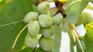 Image result for Terminalia boivinii